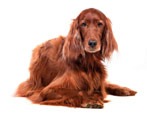 Setter: breed varieties, colors and content
