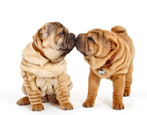 Pros and cons of Shar Pei breed