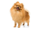All about Spitz dogs