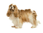 All about spaniels