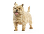 All about terriers
